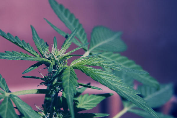 grow house